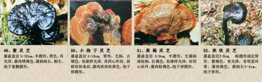中医师承-灵芝13.jpg