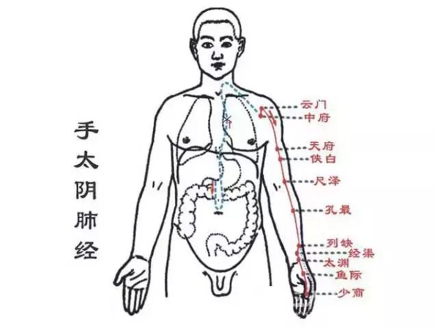 手太阴肺经.jpg