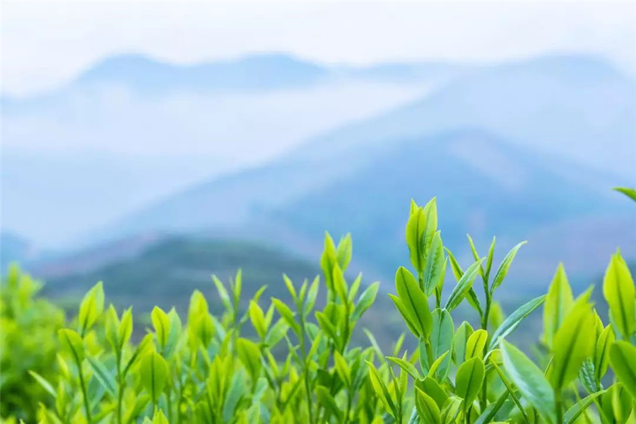茶.jpg